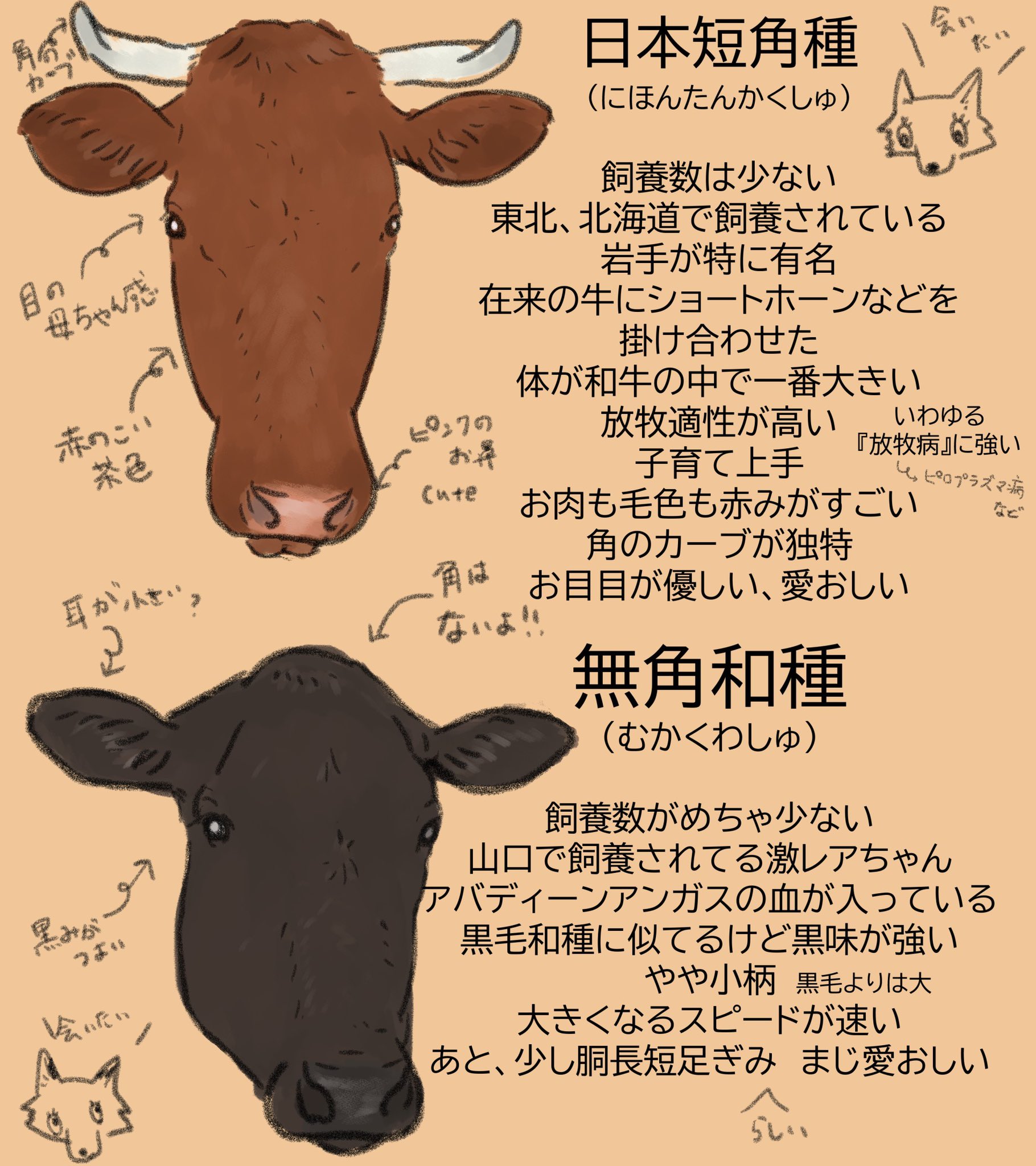 すかまる 和牛4品種の話 年賀状のイラスト 乳牛だけじゃなくて和牛はどうですか 日本の宝 和牛って 黒毛和牛 だけじゃ無いって知って欲しいな 和牛には色んな魅力詰まってます 牛 牛イラスト 和牛 すかまる 和牛4品種の話 年賀状のイラスト 乳牛だけじゃなくて和牛はどうですか 日本の宝 和牛って 黒毛和牛 だけじゃ無いって知って欲しいな 和牛には色んな魅力詰まってます 牛 牛イラスト 和牛