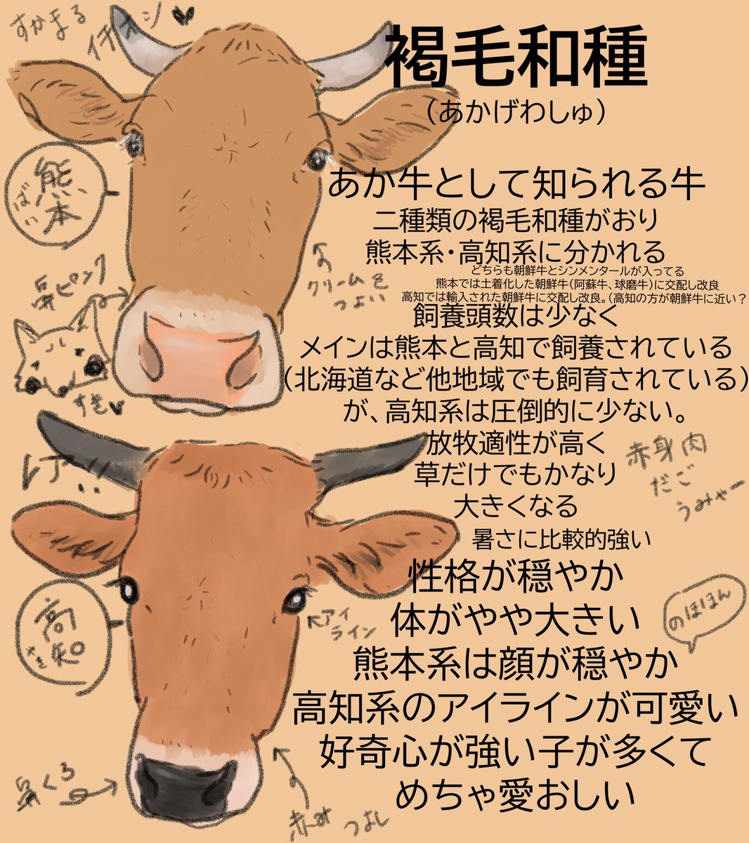 和牛4品種の話🐂

年賀状のイラスト、乳牛だけじゃなくて和牛はどうですか?

日本の宝、和牛って『黒毛和牛』だけじゃ無いって知って欲しいな✨

和牛には色んな魅力詰まってます
#牛 #牛イラスト #和牛 