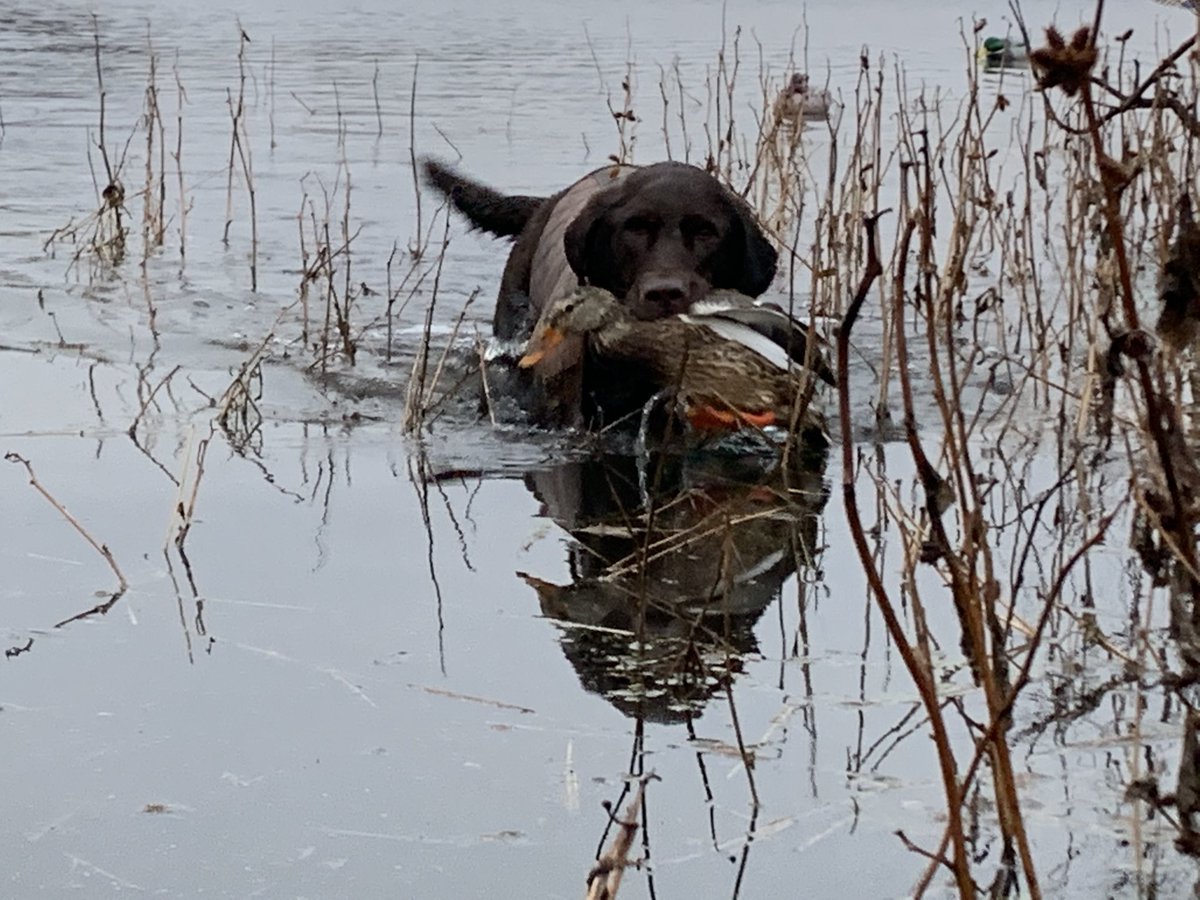 Quick retrieves to i think she new we were having dinner soon to