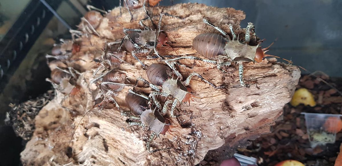 c455ells's tweet photo. cosmoderus femoralis (giant thorny crickets / dragon head crickets) #Cameroon #Cricket https://t.co/OwSbwdMvSl