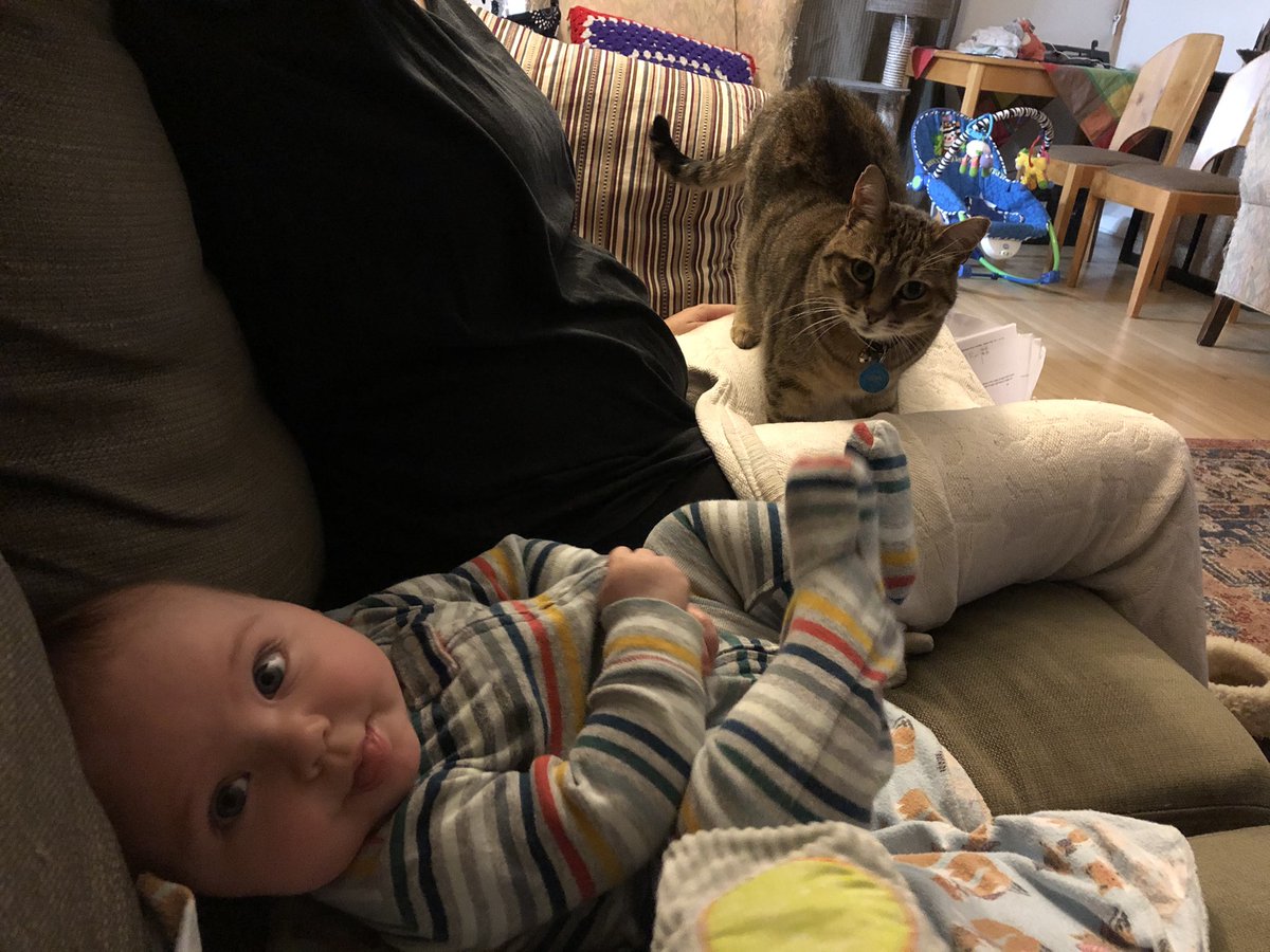 CricketHBCat's tweet photo. Five years ago today I got a new home. Since then I’ve moved from London, to Victoria, to Petawawa (with lots of side trips in between) AND I got a new human! Can’t wait to see what I get up to in the next five years! #AdventuresOfCricket😸 https://t.co/vXr0zjFSB0