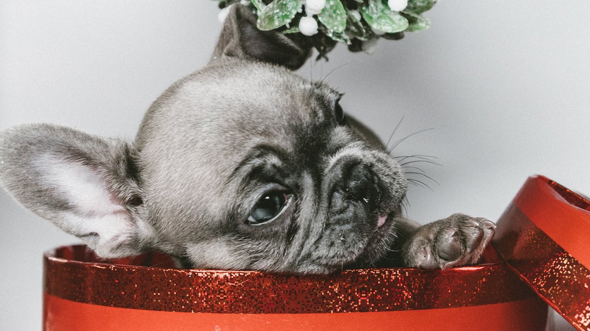 ChristmasIC's tweet photo. Show us your holiday-themed fur babies by tagging your social media photos #ChristmasIsntCanceled and @ChristmasIC for our Christmas Isn’t Canceled contest themes.

Theme Two: Holiday Pets. Enter the contest for a chance to WIN Christmas prizes! https://t.co/3xsGt6LPex https://t.co/zUAIxn6oqf