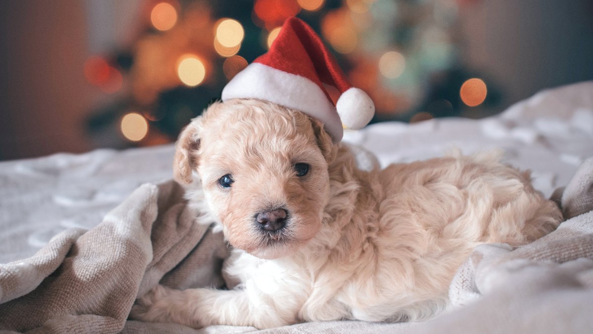 ChristmasIC's tweet photo. Show us your holiday-themed fur babies by tagging your social media photos #ChristmasIsntCanceled and @ChristmasIC for our Christmas Isn’t Canceled contest themes.

Theme Two: Holiday Pets. Enter the contest for a chance to WIN Christmas prizes! https://t.co/3xsGt6LPex https://t.co/zUAIxn6oqf