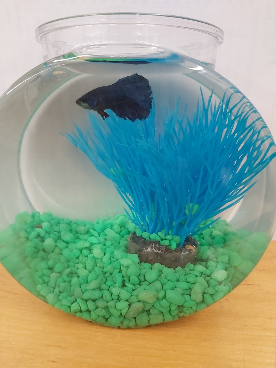 Room 136 is happy to welcome Quarantino Blueberry Moir to our classroom.  We are looking forward to learning more about Quarantino and his adventures.