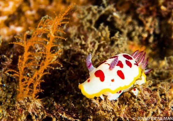 toronto six as goniobranchus splendidus