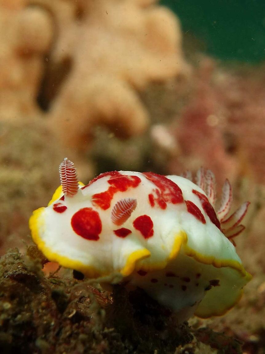 toronto six as goniobranchus splendidus