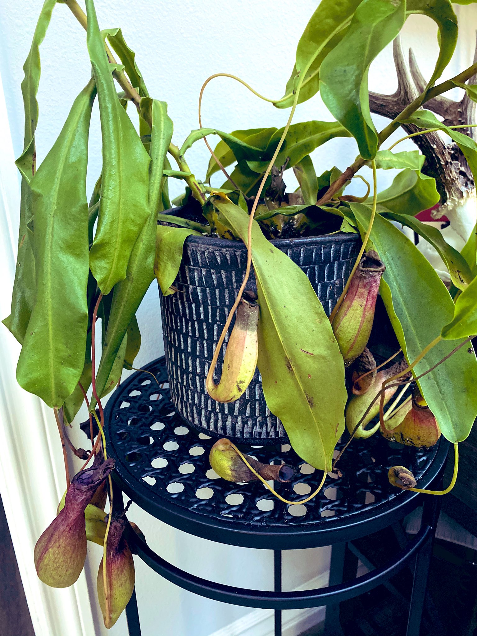 My ex sent me a carnivorous I plant that traps it’s prey... Is this an intentional metaphor or a nice gesture/peace offering with accidental reflection? Also... I’m aware it looks sad. I’m trying to save it’s life. It ain’t the plants fault. ❤️ https://t.co/RJuE1qAcz0