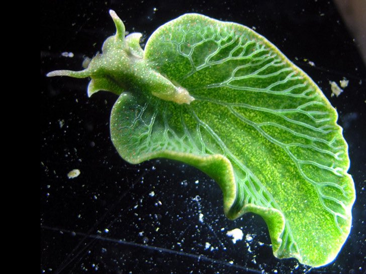 connecticut whale as elysia chlorotica