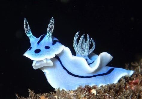 buffalo beauts as chromodoris willani