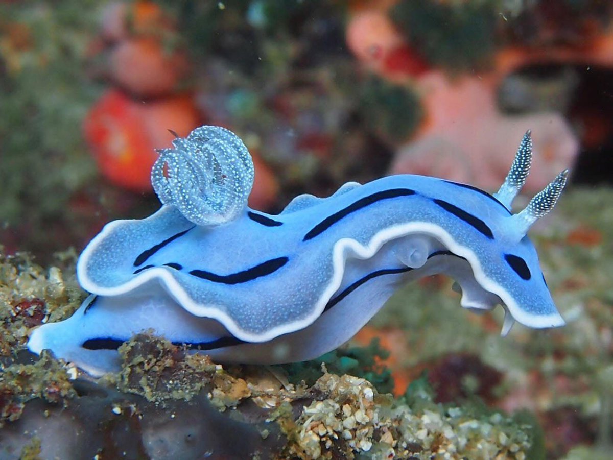 buffalo beauts as chromodoris willani
