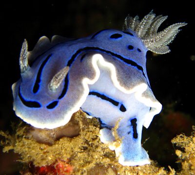 buffalo beauts as chromodoris willani