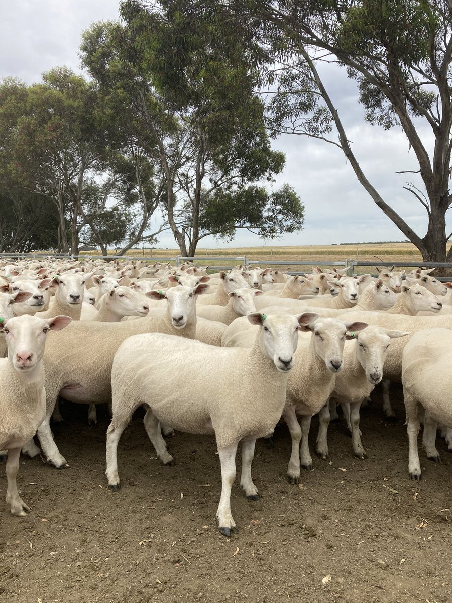 TarnawaCo's tweet photo. At 16 months old these @LambproHolbrook Primeline Ewes have reared lambs and are in good condition ready for 2021. We will have 800 surplus ewe lambs on @AuctionsPlus 28 January. Shorn late October and current projection of >45kg/LW. Ready to join 👌 https://t.co/iYuGD6kT1n