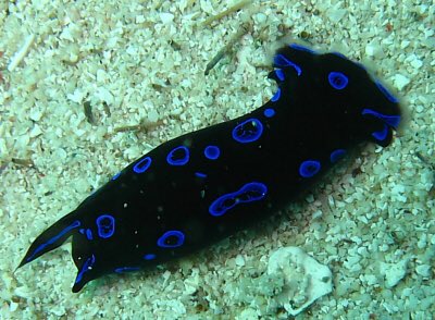 minnesota whitecaps as chelidonura livida