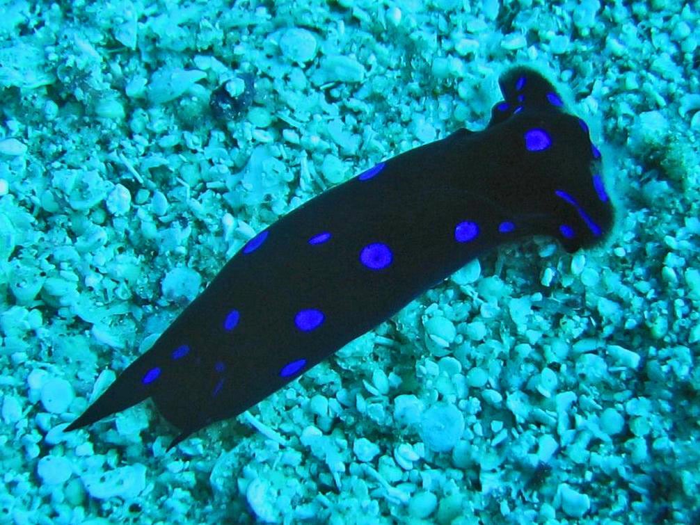 minnesota whitecaps as chelidonura livida