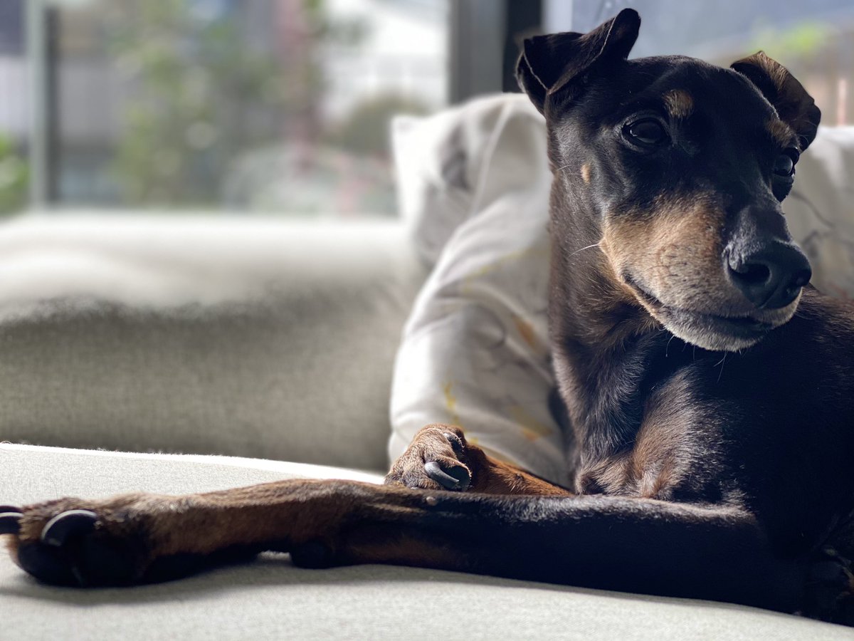 AHCPhoto's tweet photo. Saturday mornings... 

#minpin #manchesterterrior #dogsoftwitter  #iPhone11ProMax https://t.co/bNfNBiItMI