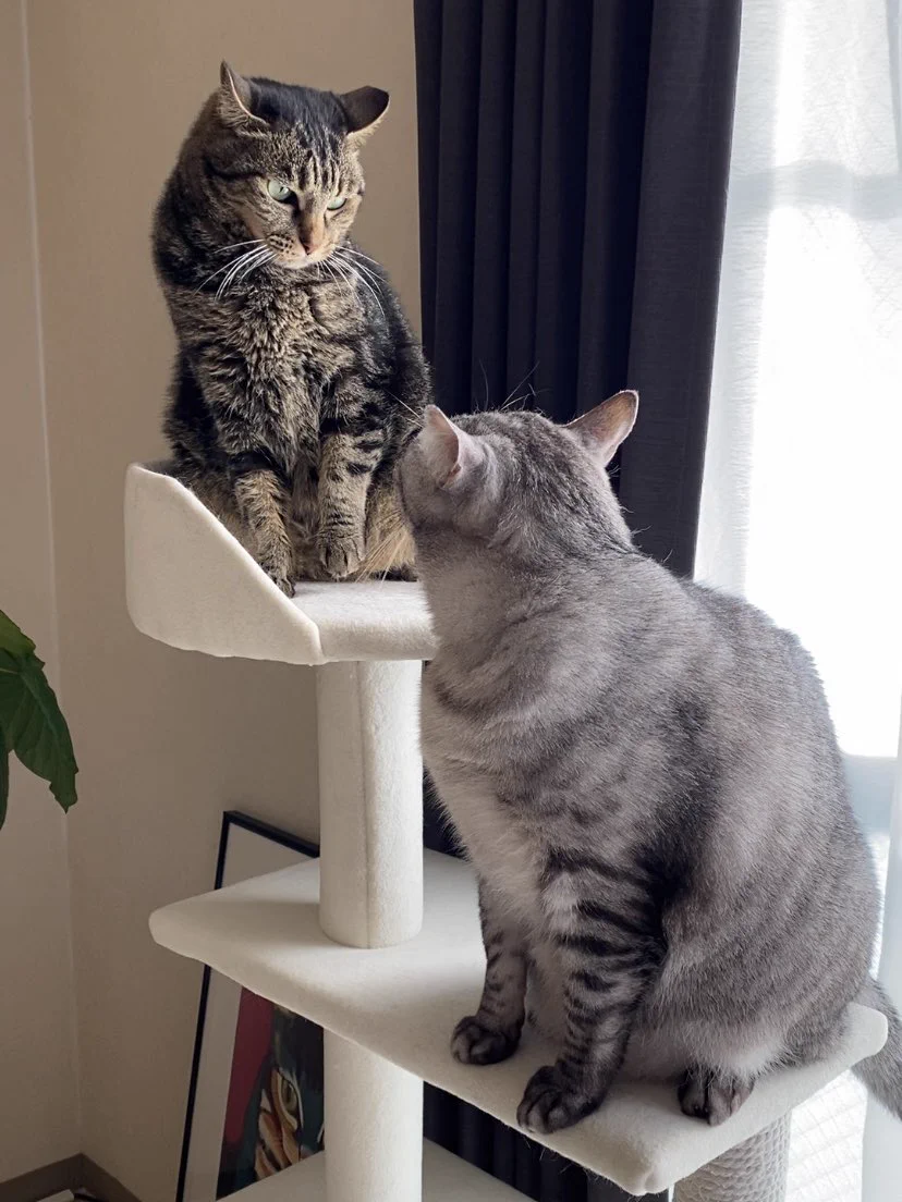 猫の上下関係は厳しい？「許可なく見上げるな、不愉快だ」