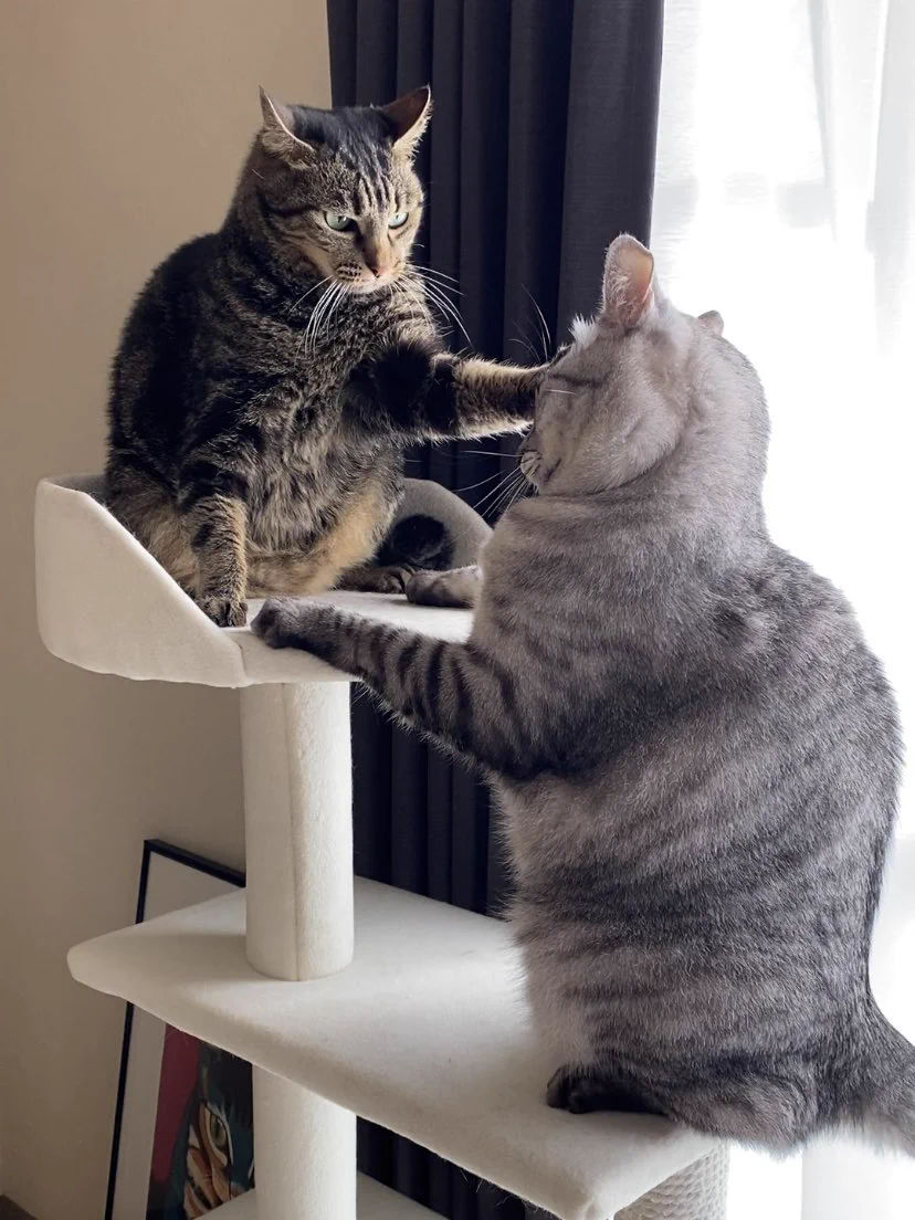 猫の上下関係は厳しい？「許可なく見上げるな、不愉快だ」