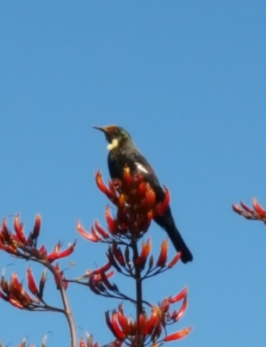 GabyLynch9's tweet photo. Finally! Love the blue sky 😊 I think the tuis are getting used to me now 🤣 just waiting for my sister to come visit next week with her camera so I can get some decent photos! https://t.co/QT1Fj7uKh2