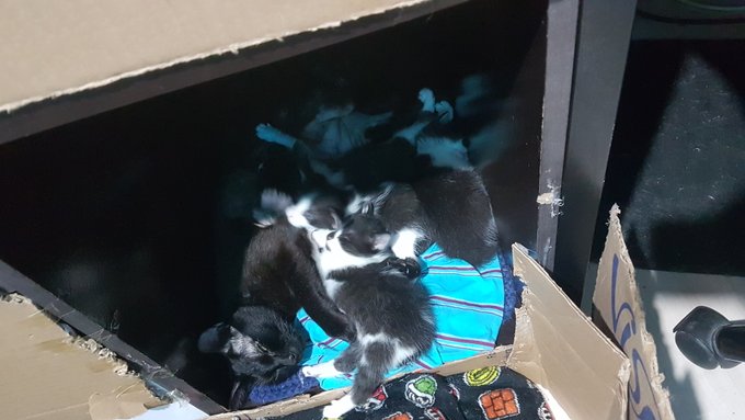 oficialmente av&oacute;s de gatinhos! https://t.co/fdsdzbBiWa
