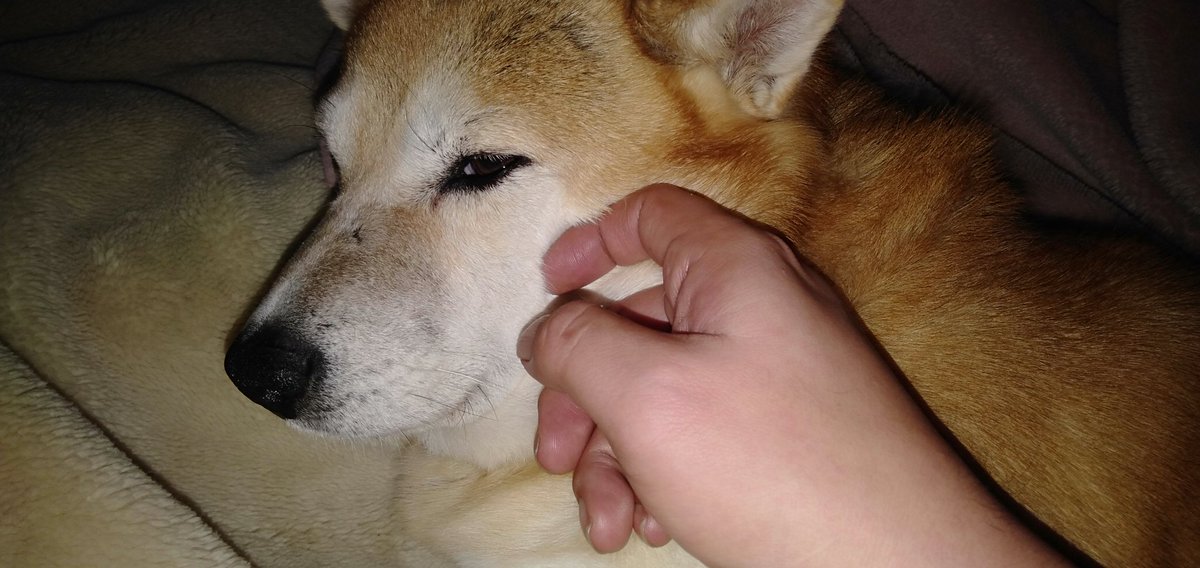 キイロ さとは いつも大丈夫 って心配するふりして自分が寂しいから怒りながら慰めに来る 布団に潜ると顔をだせとワンワンするのよ かわいいでしょ W 愛犬 保護犬 雑種 柴犬 偽