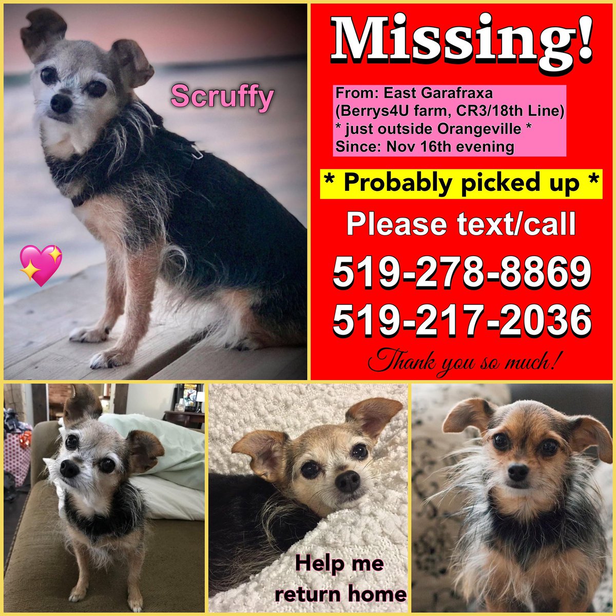 aid4paws's tweet photo. Have you seen Scruffy? https://t.co/tF5TWvTs1v