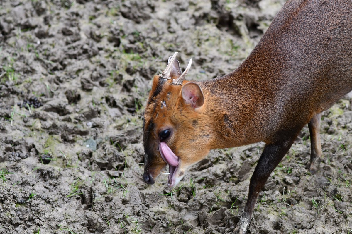 D_MartinPhotos's tweet photo. Muntjac family - #duncanmartinphotography
.
.
#earthcapture #capturetomorrow #nikon #createyourlight @UKNikon
#britishwildlife #wildlife #deer #nature https://t.co/InyOcJzS1e