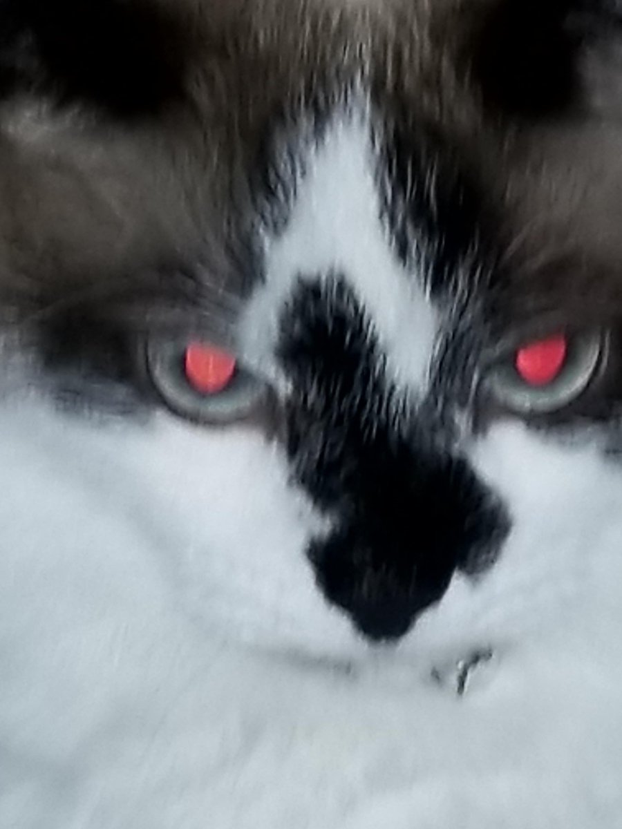 khaleesi_cat's tweet photo. #FirstTweet 😤😡 https://t.co/stezFfeLVg