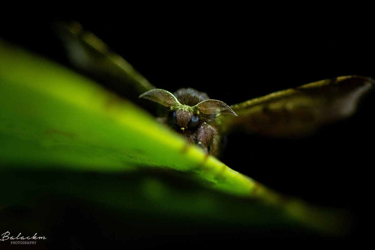 Alejobalack24's tweet photo. Y los insectos pueden generar ternura? Bueno esta Polilla del género Quentalia dice que si 😉 solo miren la cara jaja
#Cundinamarca #insecto #lepidoptero #macro #Colombia https://t.co/Gq6nPQDuTs