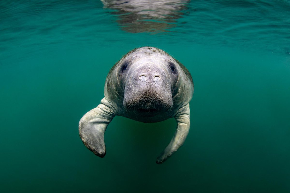 Closest living relative to a manatee, despite their nickname “sea cow”, is the elephant. They’re thought to have evolved from a land mammal 60million years ago.Both also have flipper/toe nails.