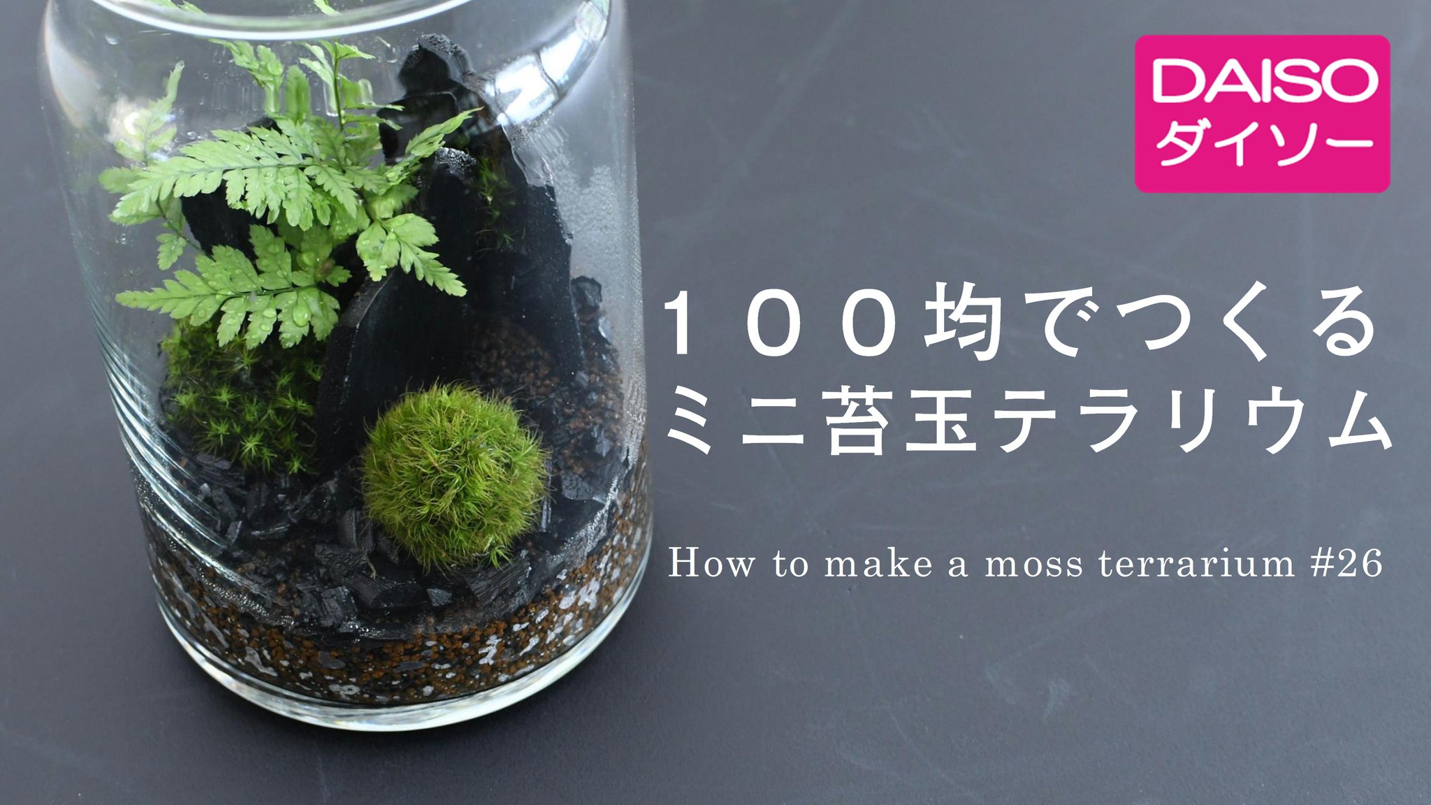 道草michikusa 苔テラリウム Na Twitteri Youtubeに新作動画公開しました ダイソー購入品を使ってつくるミニ苔 玉テラリウム 小さな苔玉が可愛らしい作品です 苔テラリウムつくりは 冬ごもりにピッタリの趣味ですよ 動画を参考に楽しんでください T Co