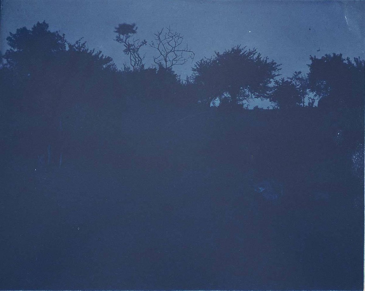 Arthur Wesley Dow (American, 1857-1922), Silhouetted Trees, Cyanotype, c.1901
