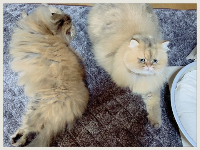 今日誕生日の猫と別に関係なくそっぽ向いて伸びてる猫です 