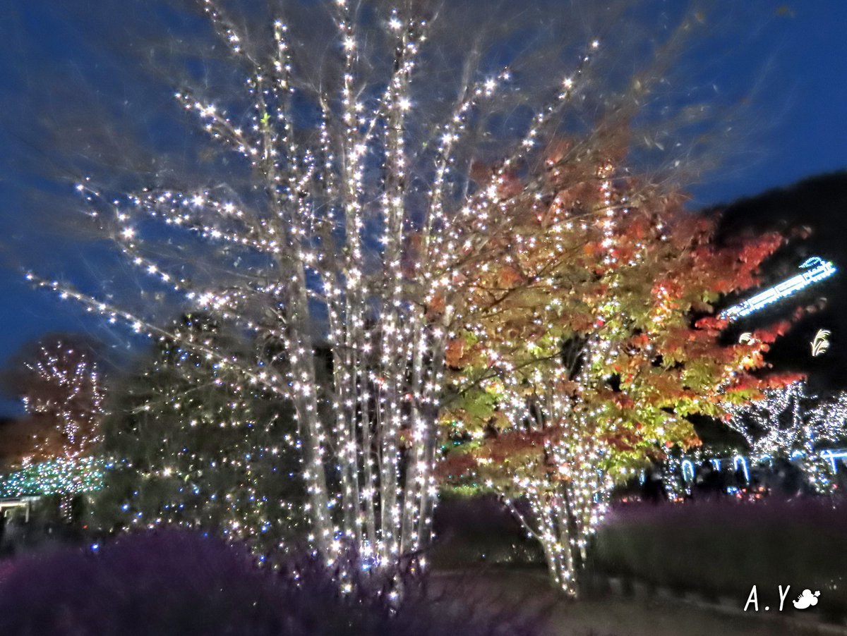 yumeasutw's tweet photo. #あしかがフラワーパーク ②
今迄は🎄クリスマスシーズンや🎍1月に出掛けていましたが、今回は密を避け早目の時期に訪問しました。
🅿️🚙もスムーズ🙆♀️
#光の花の庭
#第八回イルミネーションアワード
#イルミネーション部門第一位
#5年連続1位
#足利市
#栃木県
#11月15日訪問
#a2020 #a1128 #a202011 https://t.co/JQbonOl57y
