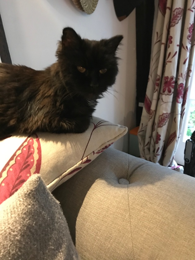 Barbara24146741's tweet photo. @ProfNoelFitz 
I have made myself comfortable, now where is that fantastic book I was reading.... x🐾 https://t.co/HC87LIR6ts