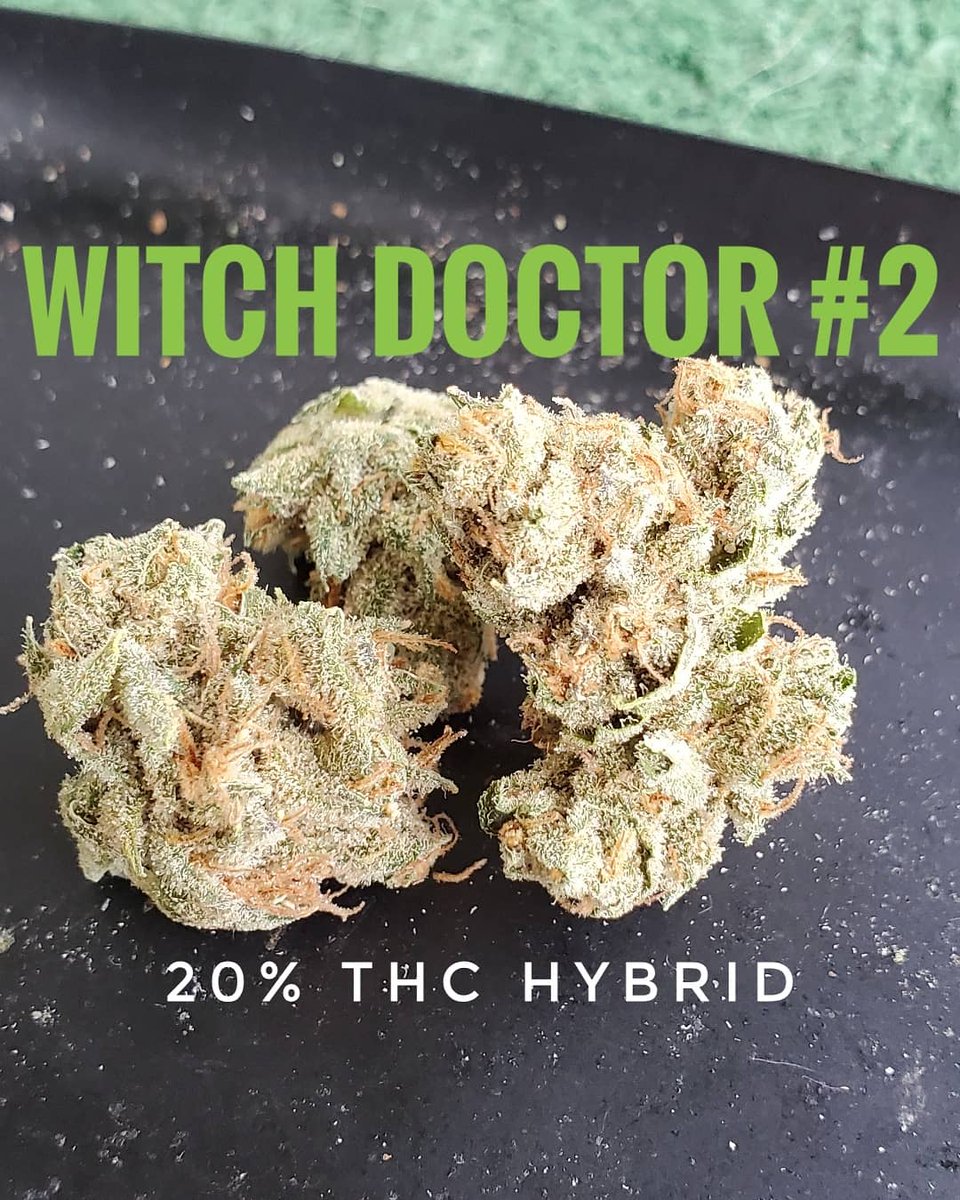 MarijuanaTraum1's tweet image. #420 #smokeweedeveryday #medicalmarijuana #pammj #witchdoctor #trichomes #weedporn #marijuanatrauma #maryjane #THC