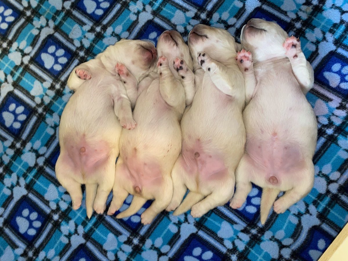 bcguidedogs's tweet photo. Time for some R&amp;R this weekend! The puppy life can be exhausting!

#PuppySnoozes
#BCandAlbertaGuideDogs https://t.co/31l0j2EkdO