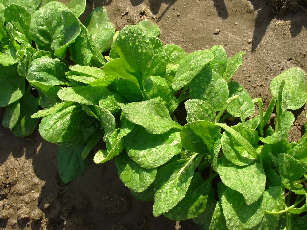 garden_hubs's tweet photo. Why #silverbeet is good to eat?
Silverbeet is a good source of #vitamins A, C, B6 and K (important for helping your blood to clot). #gardening #food #vegetables https://t.co/H6FVgxQVX4