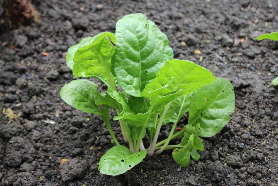 garden_hubs's tweet photo. Why #silverbeet is good to eat?
Silverbeet is a good source of #vitamins A, C, B6 and K (important for helping your blood to clot). #gardening #food #vegetables https://t.co/H6FVgxQVX4