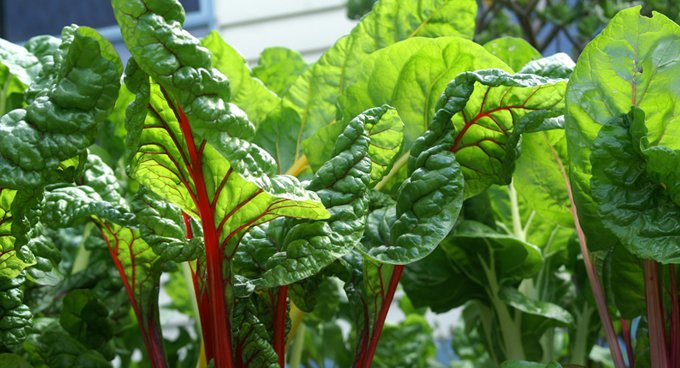 garden_hubs's tweet photo. Why #silverbeet is good to eat?
Silverbeet is a good source of #vitamins A, C, B6 and K (important for helping your blood to clot). #gardening #food #vegetables https://t.co/H6FVgxQVX4