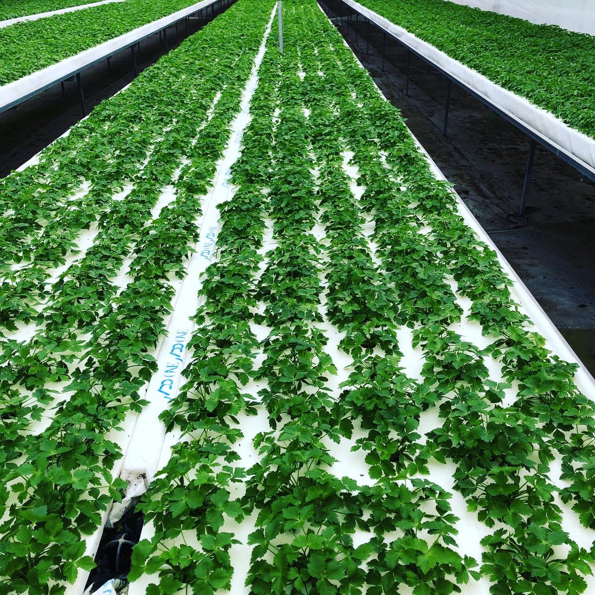 Nanaのサラダ畑 V Twitter アド ワン ファーム豊浦農場です 栽培中の三つ葉が1週間でグッと伸びました 年末にはベストな状態で出荷致します 年末三つ葉 水耕三つ葉 三つ葉 Nanaサラダ Nanaのサラダ畑 サラダ 野菜 新鮮 水耕栽培 自社栽培 植物工場 Nana