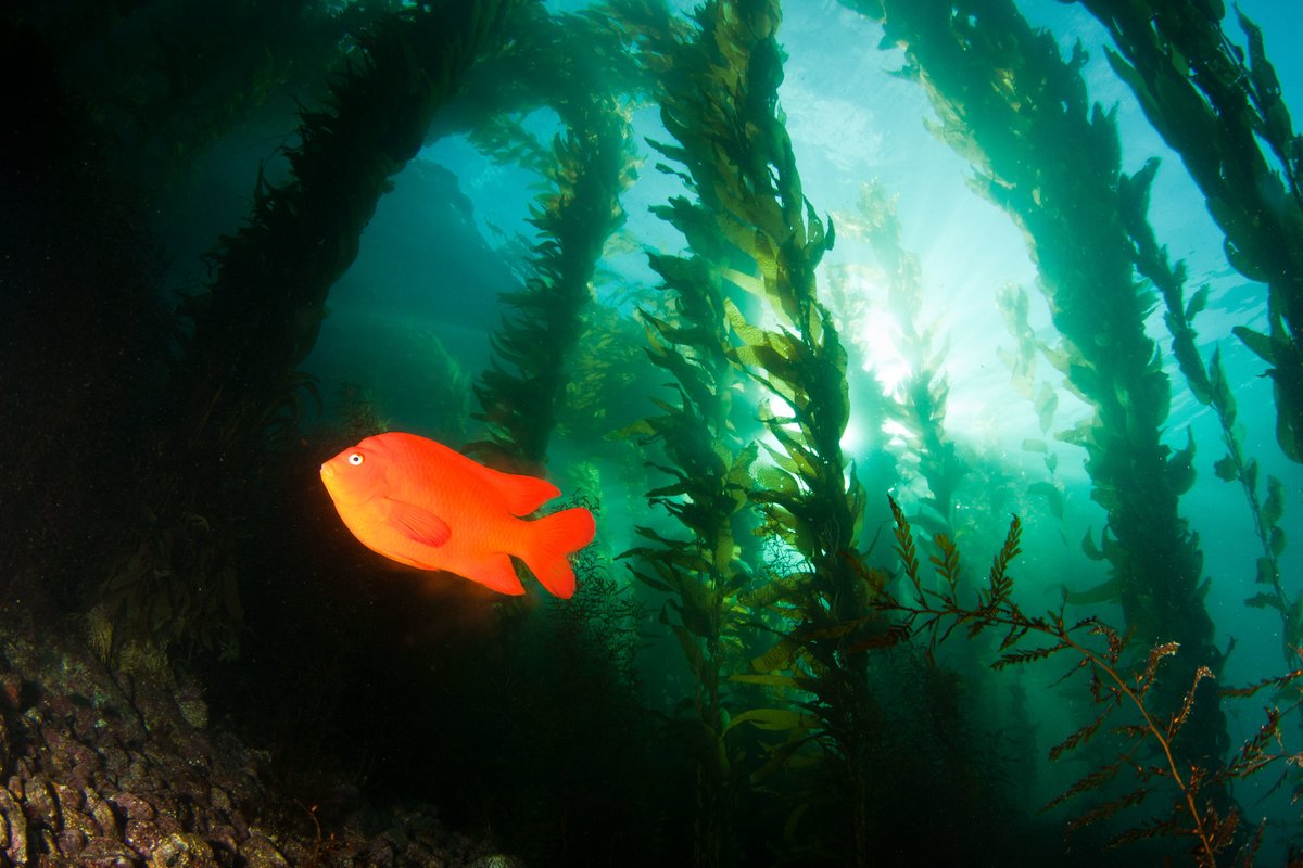 Kelp forests can be found in cold, nutrient rich waters. They are usually found at depths shallower than 150 feet as kelp needs sunlight for photosynthesis. These underwater forests provide shelter and food for thousands of species of wildlife. ☀️🌿

Photo by Adam Obaza NOAA NMFS