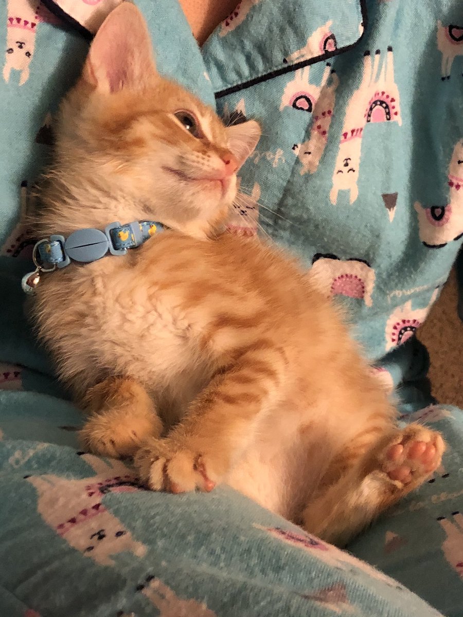 maggiecrossings's tweet photo. hey everyone, meet dizzy :) https://t.co/SuBQkm31xK