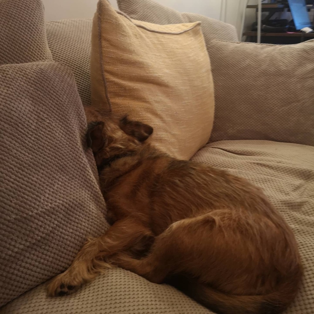 Design81uk1's tweet photo. I think even poor Toby has had enough of #lockdown2

#doglife #dogs_of_instagram #pets #funny #petsofinstagram #petsagram #doggo #dogs_of_world #dogoftheday #fluffy #doglovers #instadog #doggies #covid_19 #pandemic #etsy #help #getmeoutofhere https://t.co/Z9WQczuVOy https://t.co/2D6Pqi3Yhv
