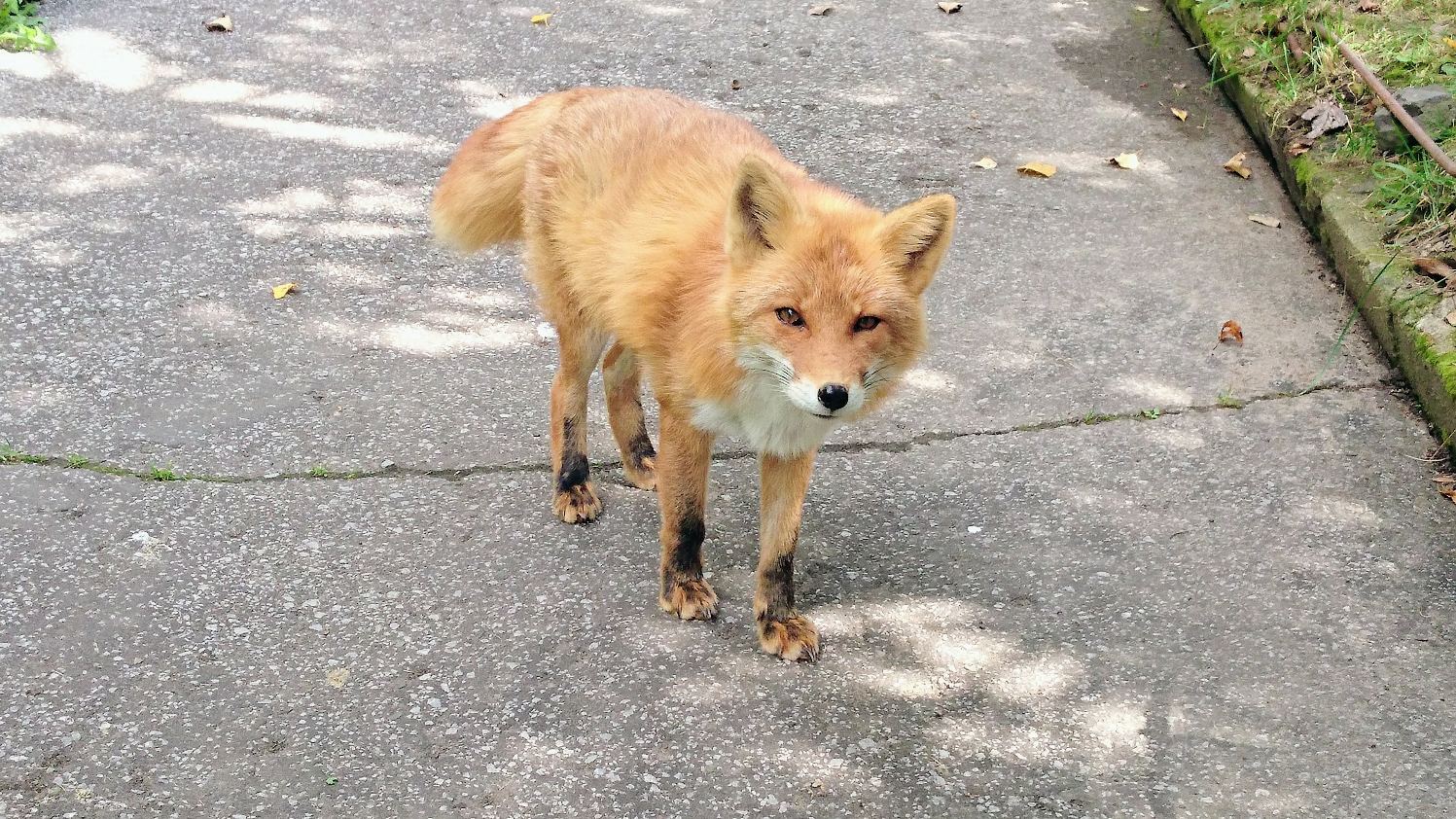 北きつね牧場 公式 ポー 尻尾が短いのは自分でかじってしまったから 癖 人間が爪を噛むみたいな 忘れた頃に噛んでます 4枚目は尻尾が長かった頃 わかりにくいですが尻尾の先の 白い毛があります もう噛まないでね 北きつね牧場