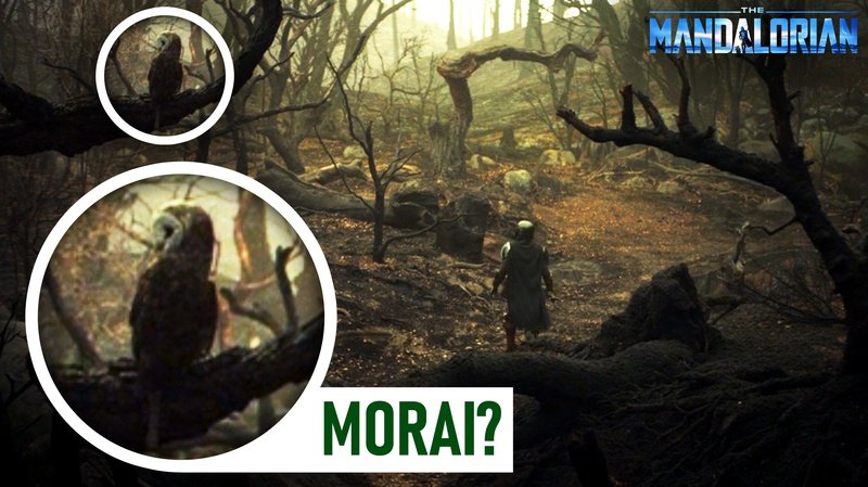 LBeskar's tweet photo. - En un momento dado podemos ver a "Morai", ésta especie de búho es una hembra de "Convor" que acompaña, vigila y representa a "Ashoka Tano" durante toda su vida y aparece en "The Clone Wars" y "Star Wars Rebels" https://t.co/Pw66rJDSdC