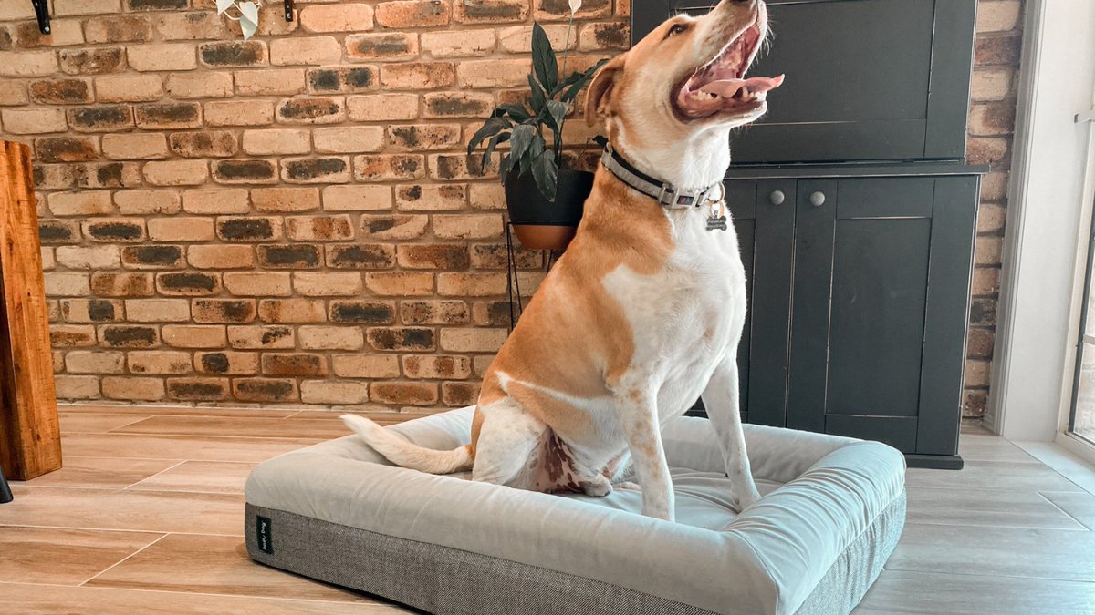 DazyDogOfficial's tweet photo. Scout channeling a wolf

#dogbed #dogsoftwitter #bullarab https://t.co/O9Ru4H4uZ7