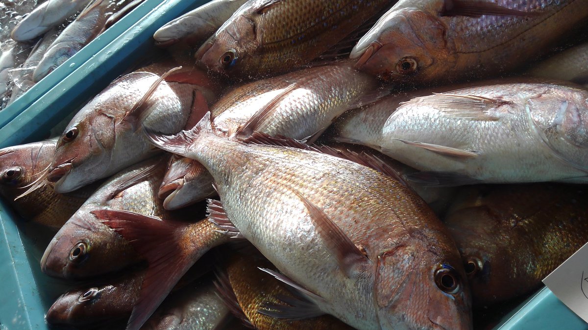 いばらきの地魚取扱店 今朝の地魚市場 会瀬漁港 サバ タイ イナダなど色とりどり 会瀬 日立市 いばらきの地魚 会瀬漁港について詳しくはこちら T Co 4c0o1esskf いばらきの地魚取扱店 今朝の地魚市場 会瀬漁港 サバ タイ イナダなど色とりどり 会瀬 日立市 いばらきの地魚 会瀬漁港について詳しくはこちら T Co 4c0o1esskf