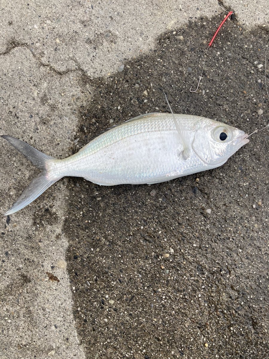 みか على تويتر 比較的風が弱く 海も荒れてない所を探して軽く 投げたら この子が 初めて釣る魚種なので知っている方は教えてください 宮古島釣り 宮古島 釣り 釣りガール 釣りおばさん 釣り好きと繋がりたい