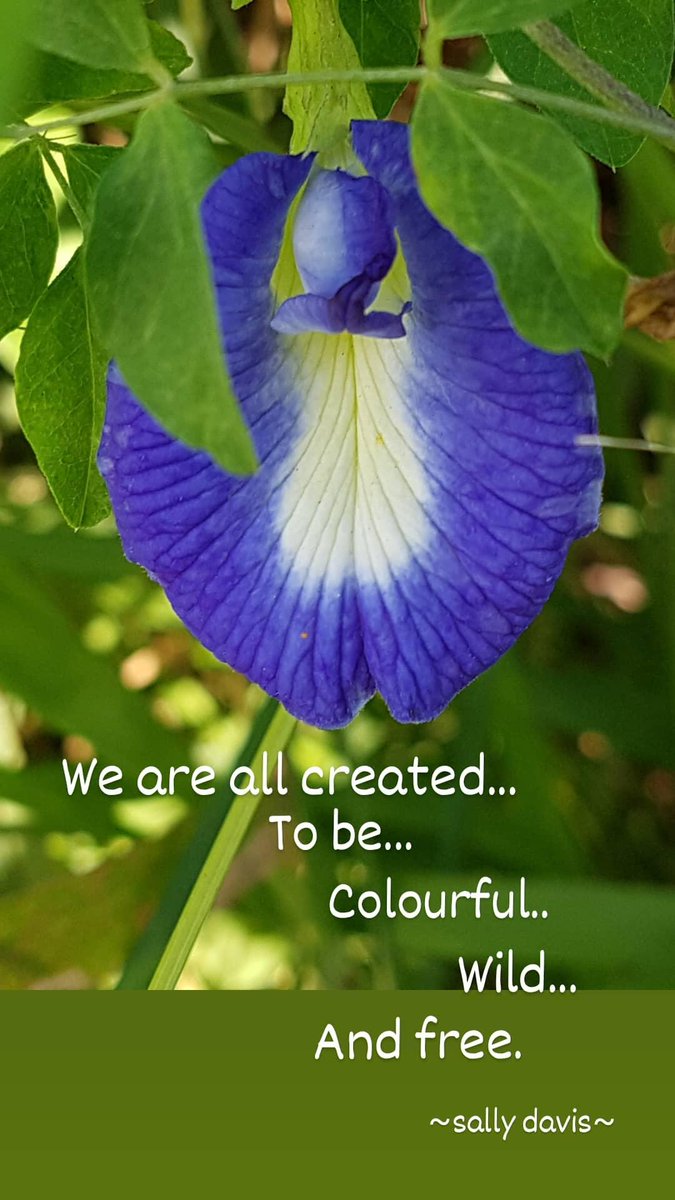 ButterflySoul15's tweet photo. Always believe you're #Enough 
Enjoy your weekend!
#wildflowers #blueflower #MotherNature #antiguaandbarbuda #indigo #BeInspired #greenandblue #lovelife https://t.co/eUNHdfDenI