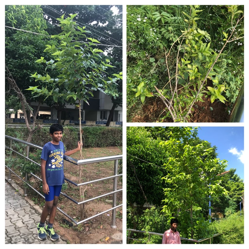 pnbalamurugan's tweet photo. Sep 2018 - 3ft sapling nursed in our #terracegarden and got planted in a nearby park.
Jan 2020 - Grown to 7ft
Nov 2020 - Grown to 10+ ft

The park was gifted by kind-hearted-old man. Here is our tiny karma....Ram’s squirrel... #2treepermonth goal https://t.co/ZENZXhj8RW